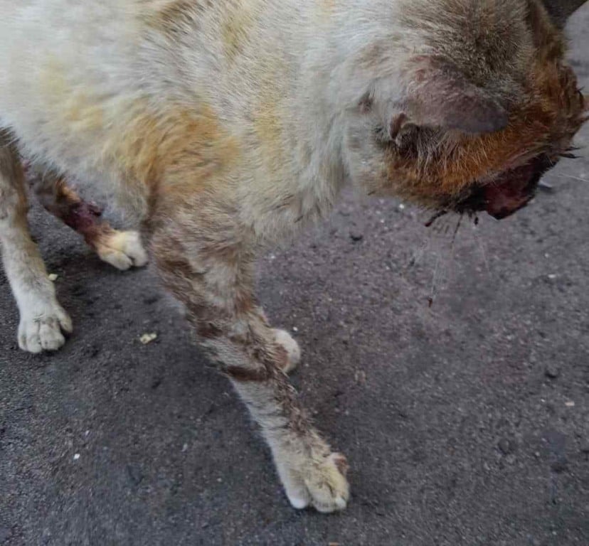 Moradores do bairro Brasília pedem socorro para gatos doentes com suspeita de esporotricose