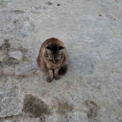 Moradores do bairro Brasília pedem socorro para gatos doentes com suspeita de esporotricose