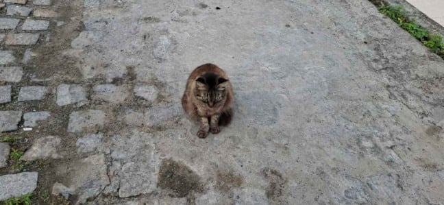 Moradores do bairro Brasília pedem socorro para gatos doentes com suspeita de esporotricose