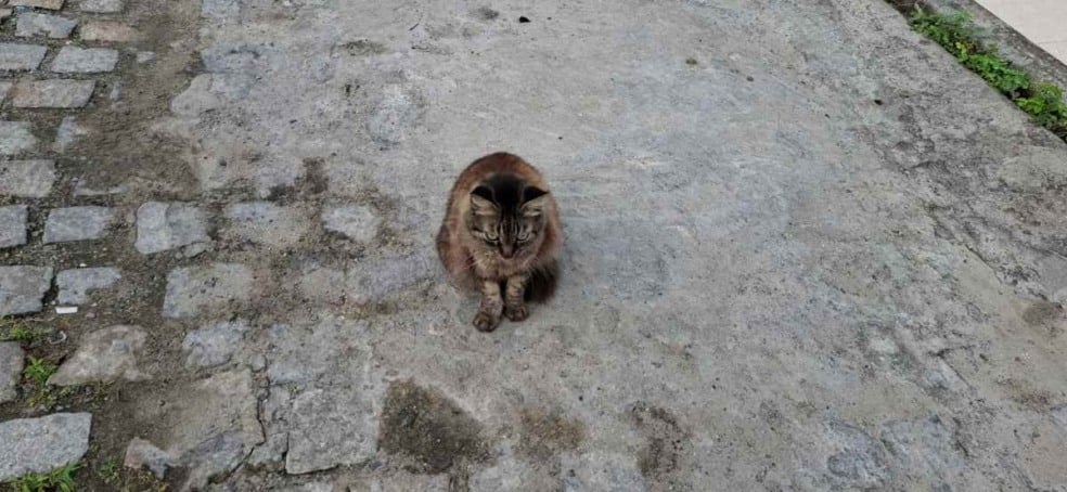 Moradores do bairro Brasília pedem socorro para gatos doentes com suspeita de esporotricose