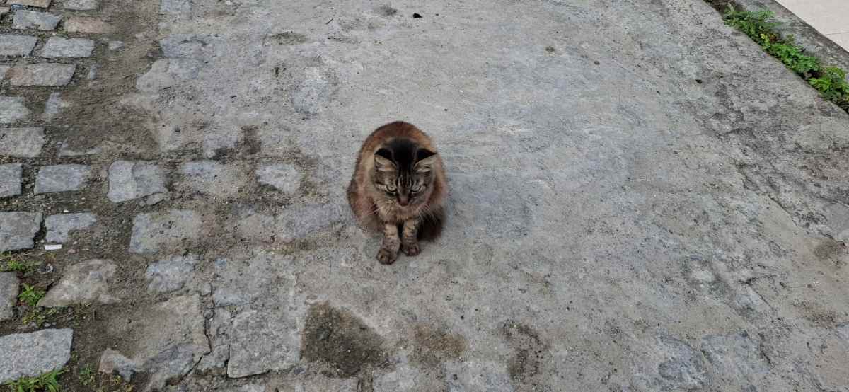 Moradores do bairro Brasília pedem socorro para gatos doentes com suspeita de esporotricose