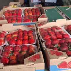 Morango do Amor dispara demanda e eleva preço da fruta no Centro de Abastecimento