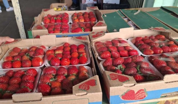 Morango do Amor dispara demanda e eleva preço da fruta no Centro de Abastecimento