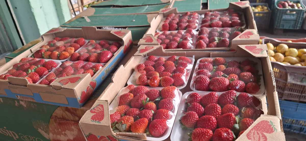 Morango do Amor dispara demanda e eleva preço da fruta no Centro de Abastecimento