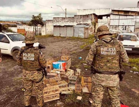 PM apreende aves silvestres e conduz homens por crime ambiental em Feira de Santana