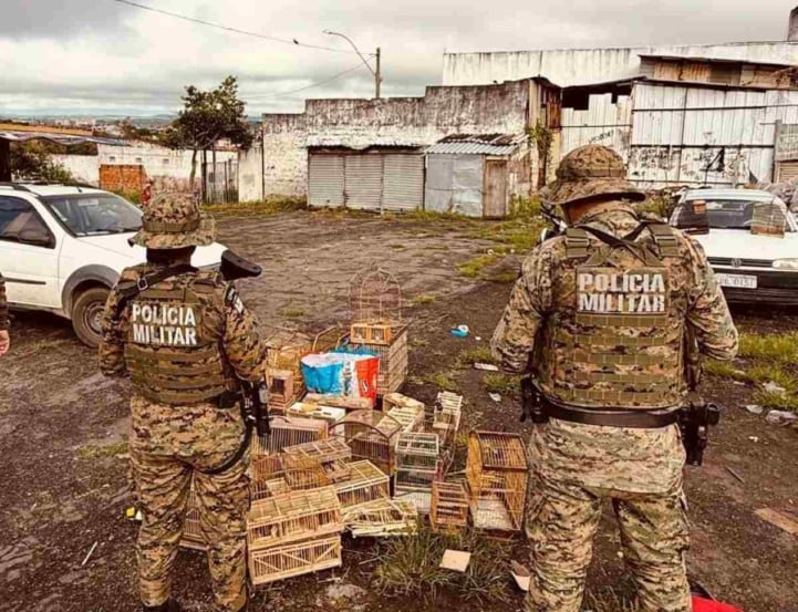 PM apreende aves silvestres e conduz homens por crime ambiental em Feira de Santana PM apreende aves silvestres e conduz homens por crime ambiental em Feira de Santana