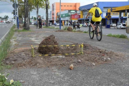 Prefeitura vai substituir palmeiras mortas no canteiro central da avenida Presidente Dutra