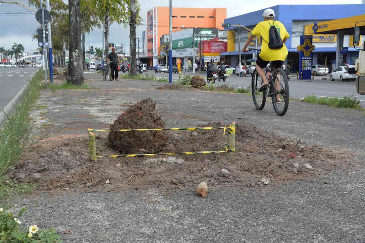 Prefeitura vai substituir palmeiras mortas no canteiro central da avenida Presidente Dutra