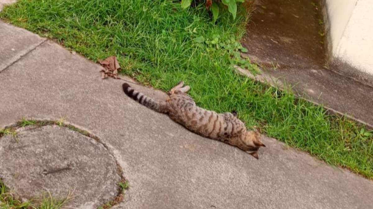 Protetores denunciam assassinato de gatos em condomínio de Feira de Santana