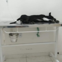 Protetores denunciam assassinato de gatos em condomínio de Feira de Santana