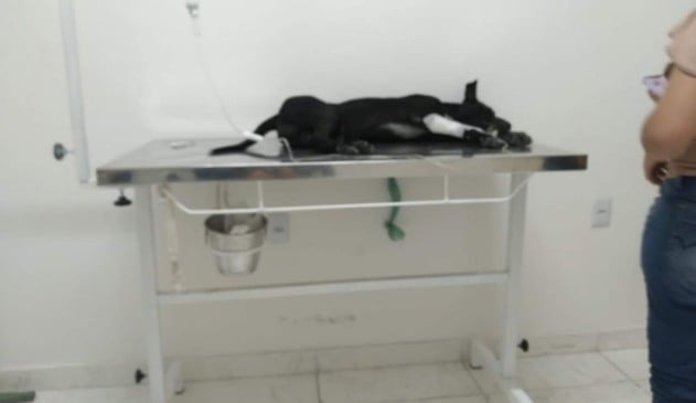 Protetores denunciam assassinato de gatos em condomínio de Feira de Santana