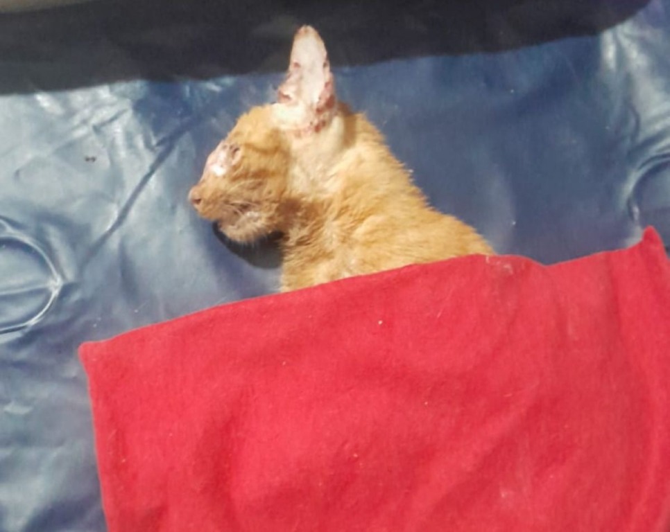 Protetores denunciam assassinato de gatos em condomínio de Feira de Santana