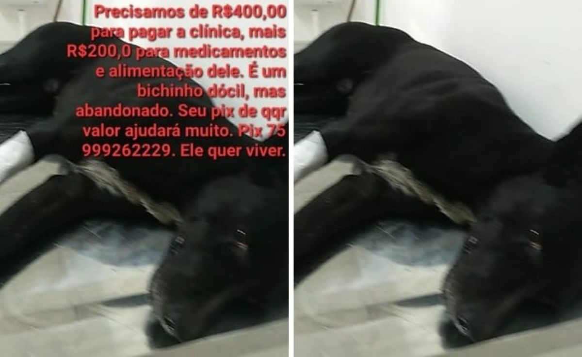 Protetores denunciam assassinato de gatos em condomínio de Feira de Santana