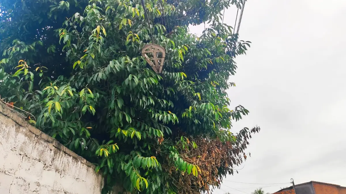 Rua Tupirama - no bairro Parque Ipê - moradores pedem poda de árvores
