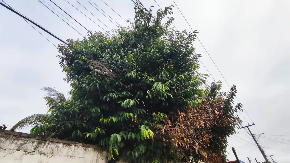 Rua Tupirama - no bairro Parque Ipê - moradores pedem poda de árvores