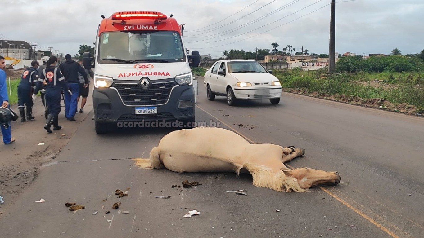 acidente animal da pista no Anel de Contorno