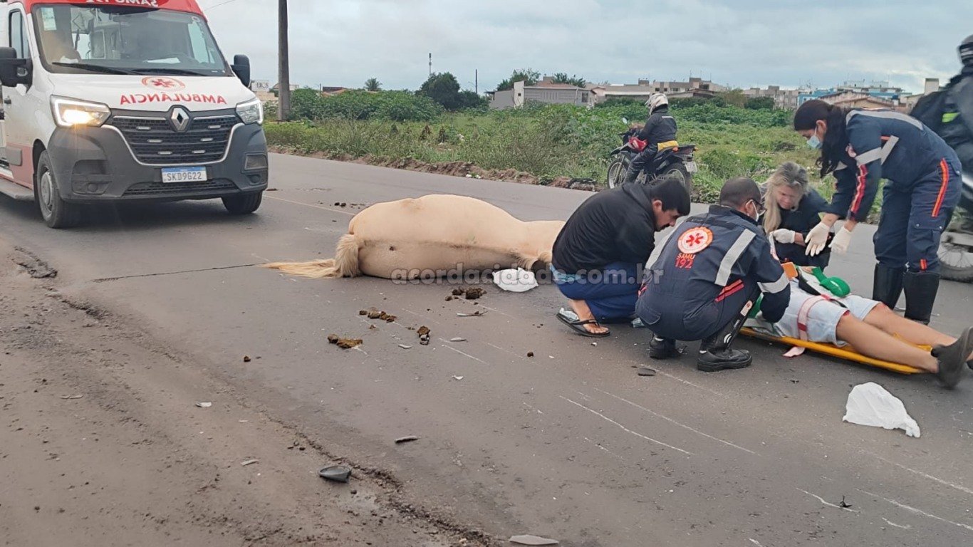 acidente animal da pista no Anel de Contorno