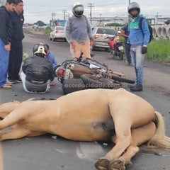 acidente animal da pista no Anel de Contorno