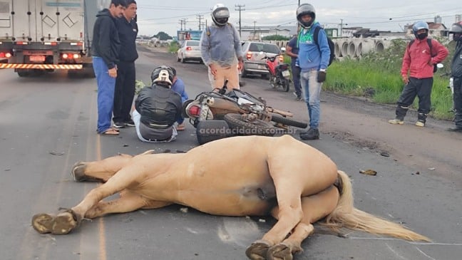 acidente animal da pista no Anel de Contorno