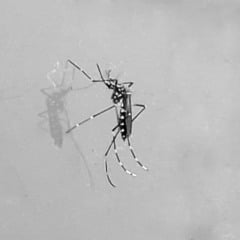 Aedes aegypti