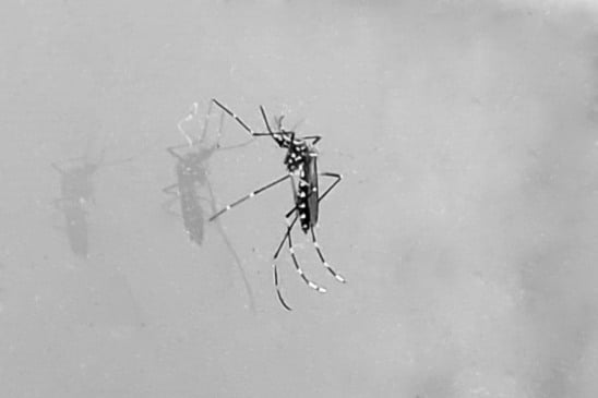 Aedes aegypti