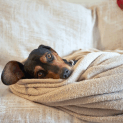 Cachorros no frio