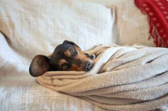 Cachorros no frio