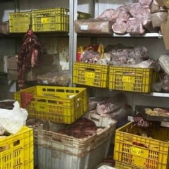 Fiscalização vigilância sanitária