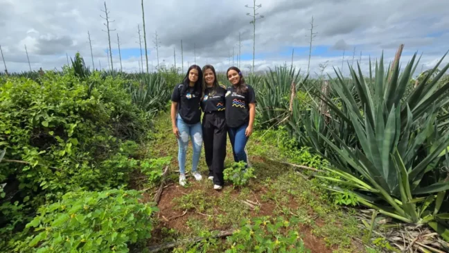 Bioplástico biodegradável lavoura de sisal