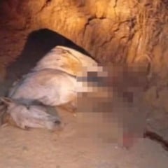 Caso de cavalo mutilado em São Paulo gera revolta na internet