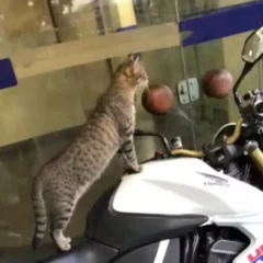 Conheça a história da gatinha que virou mascote de delegacia em Feira de Santana