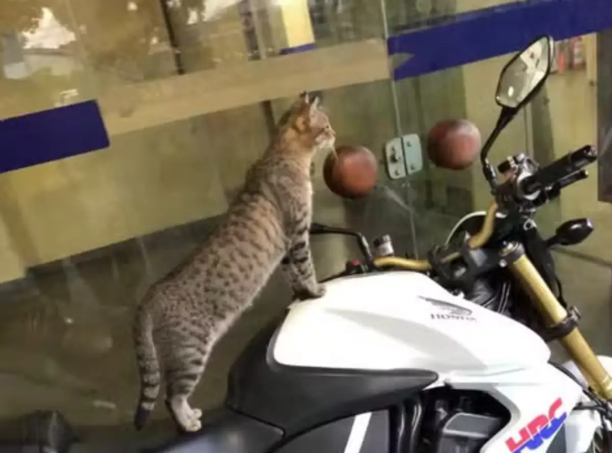 Conheça a história da gatinha que virou mascote de delegacia em Feira de Santana