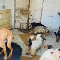 Mulher é notificada por manter cerca de 60 animais em condições de maus-tratos em Feira de Santana
