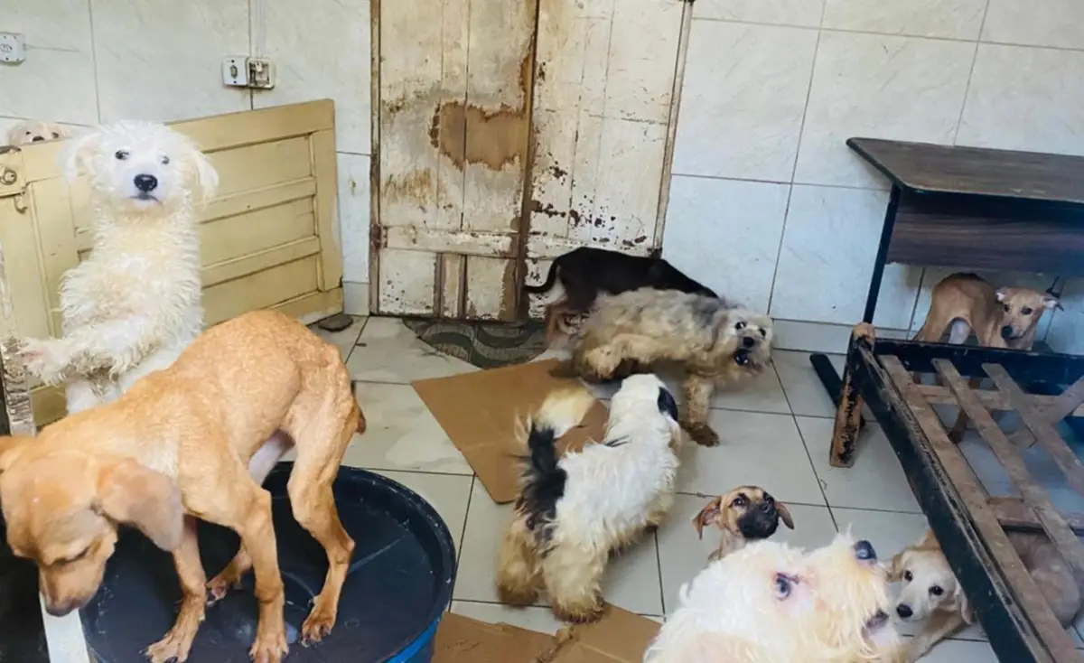 Mulher é notificada por manter cerca de 60 animais em condições de maus-tratos em Feira de Santana