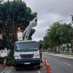 Neoenergia Coelba e Prefeitura de Feira de Santana realizam mais de 200 podas durante mutirão em Feira de Santana