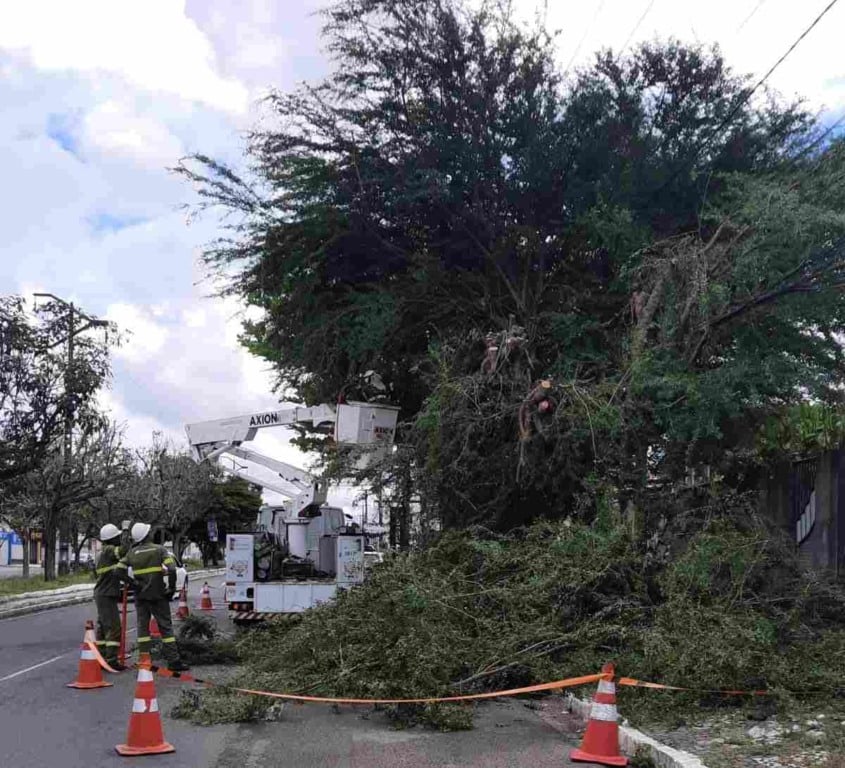 Neoenergia Coelba e Prefeitura de Feira de Santana realizam mais de 200 podas durante mutirão em Feira de Santana