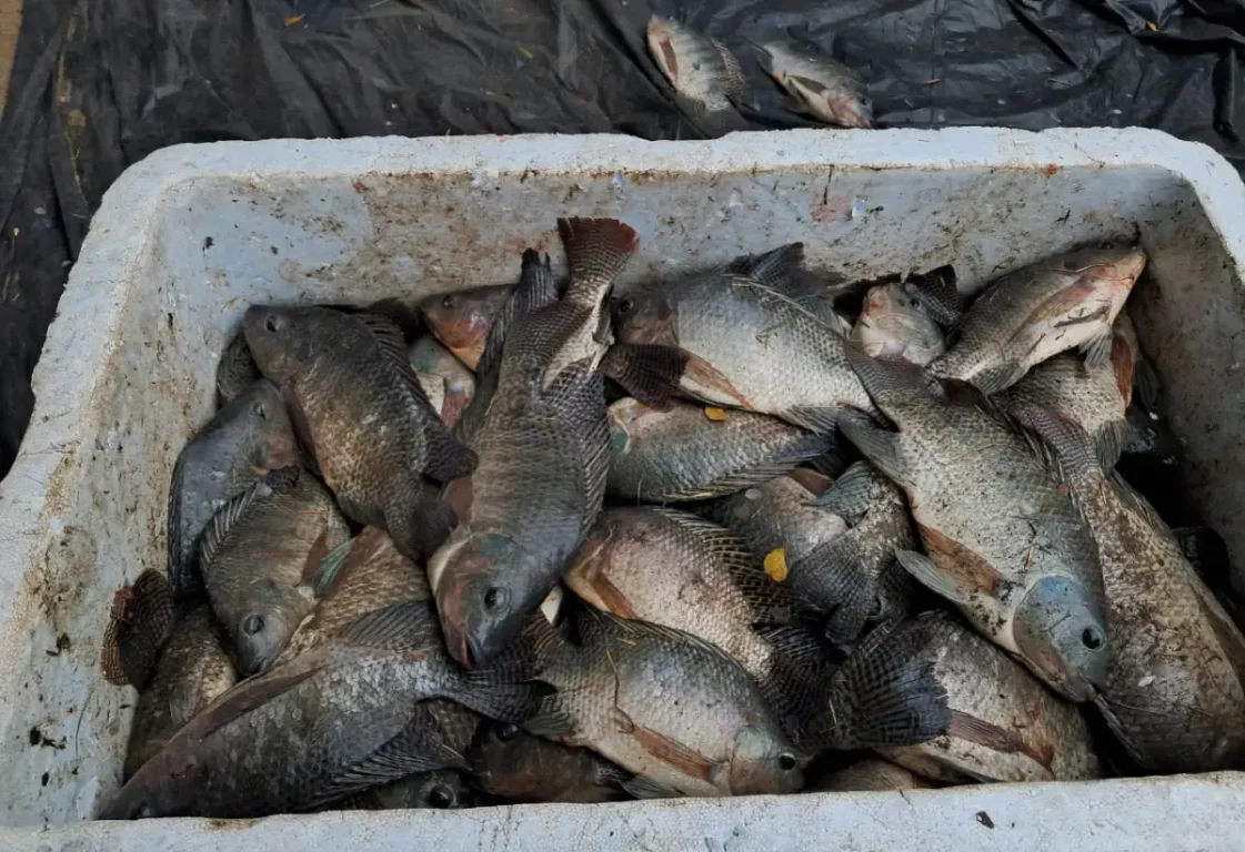Pesca Solidária