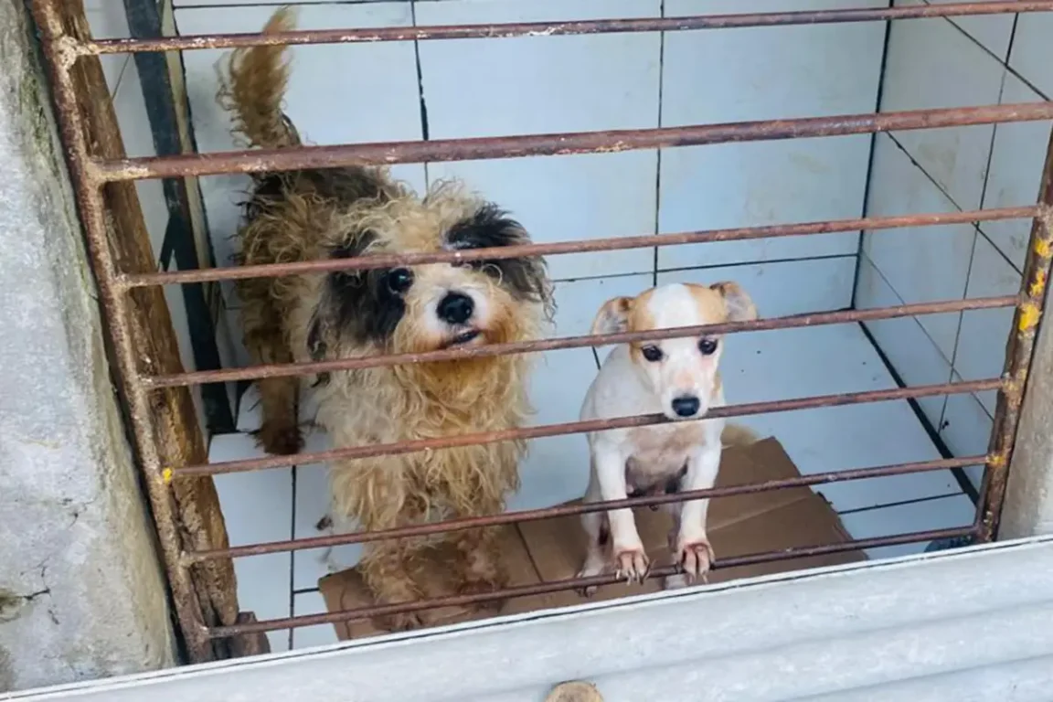 Mulher é notificada por manter cerca de 60 animais em condições de maus-tratos em Feira de Santana