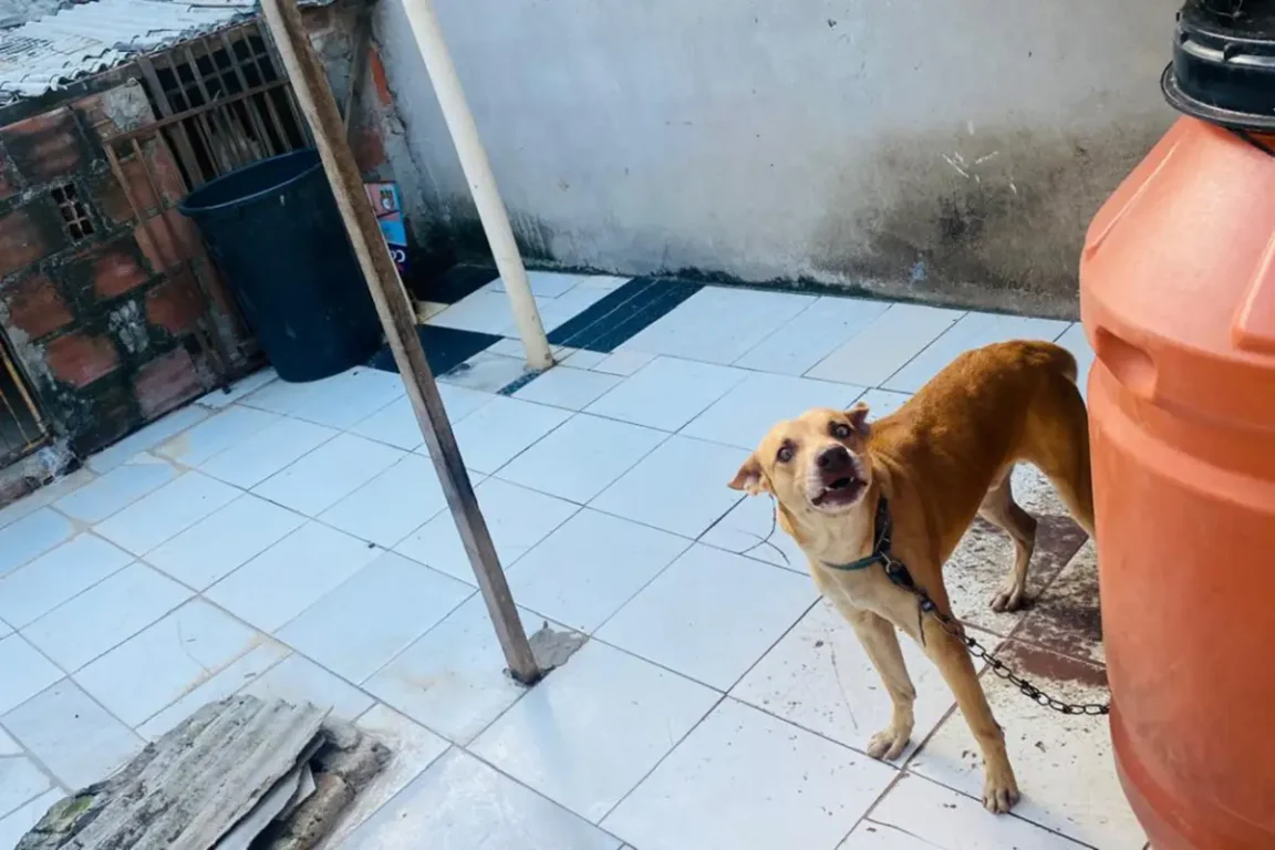 Mulher é notificada por manter cerca de 60 animais em condições de maus-tratos em Feira de Santana
