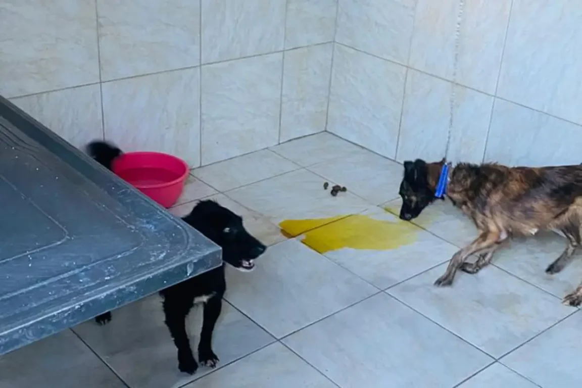 Mulher é notificada por manter cerca de 60 animais em condições de maus-tratos em Feira de Santana