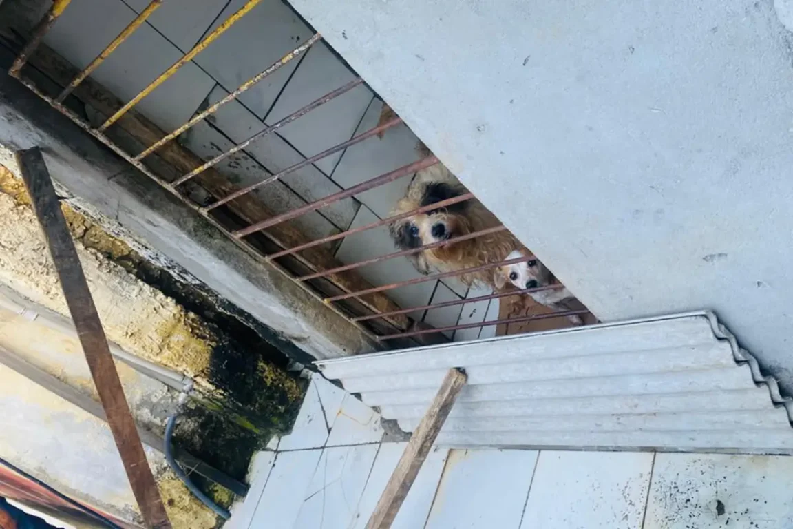 Mulher é notificada por manter cerca de 60 animais em condições de maus-tratos em Feira de Santana