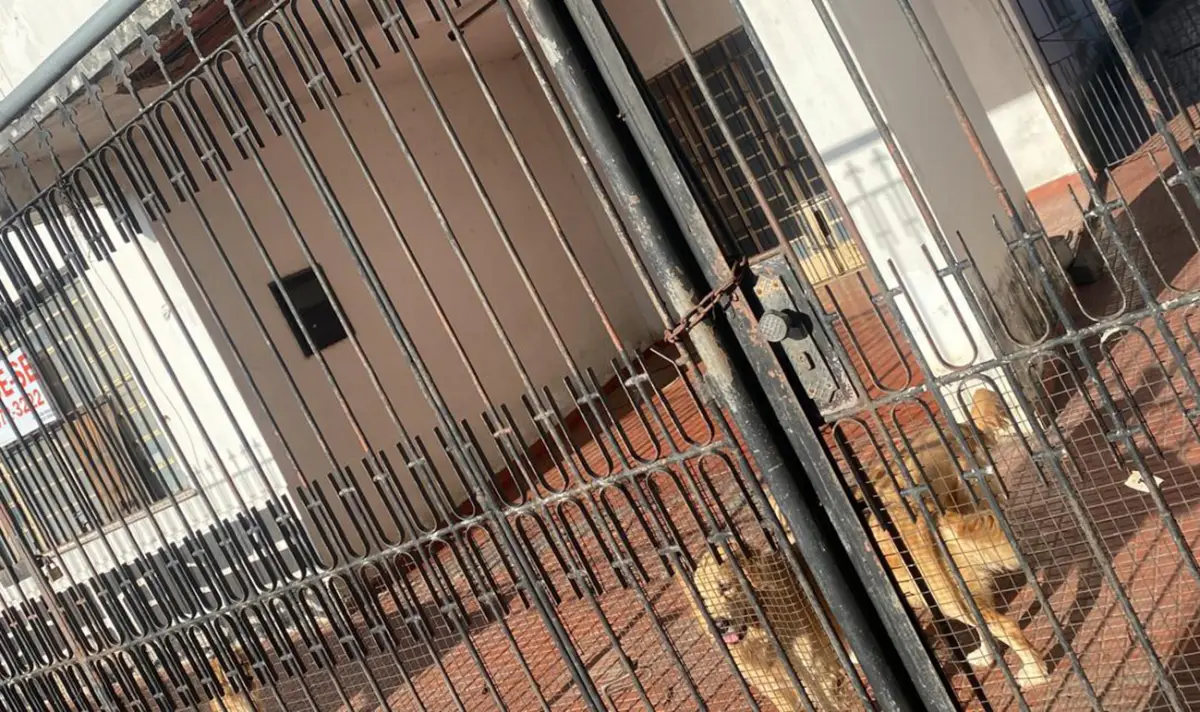 Mulher é notificada por manter cerca de 60 animais em condições de maus-tratos em Feira de Santana