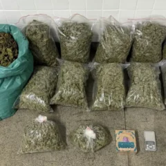 apreensão de maconha