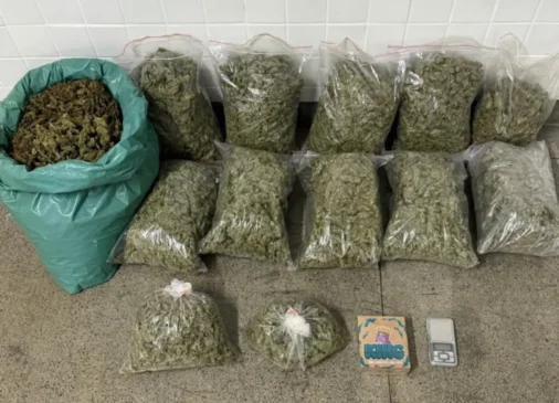 apreensão de maconha