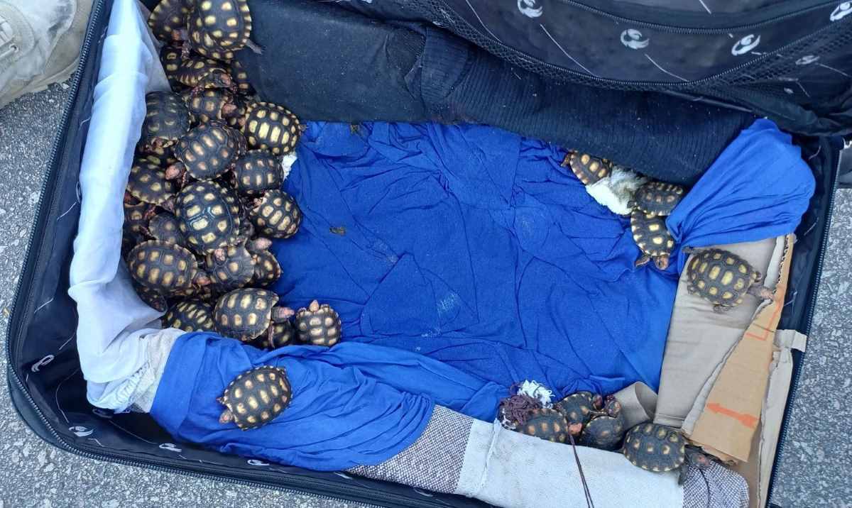 600 filhotes de jabutis encontrados em malas dentro de ônibus no Rio de Janeiro