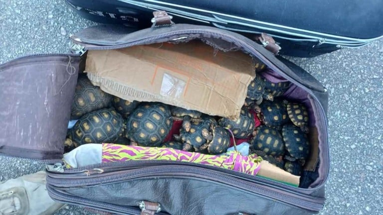 600 filhotes de jabutis encontrados em malas dentro de ônibus no Rio de Janeiro