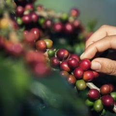 Fruto do café