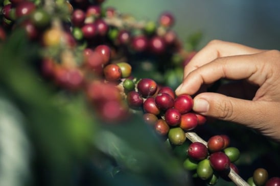 Fruto do café
