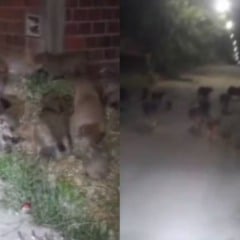 Grupo de capivaras é flagrado em passeio noturno em Guanambi