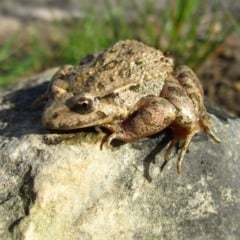 Sapo